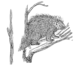 Why the Porcupine?